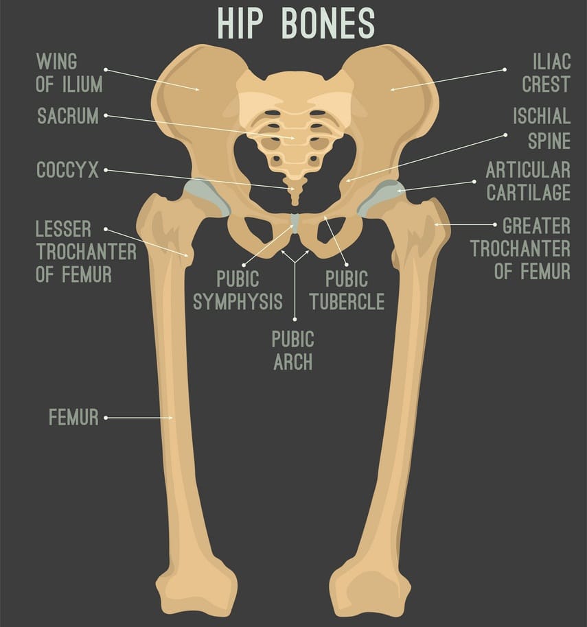 hip-bones